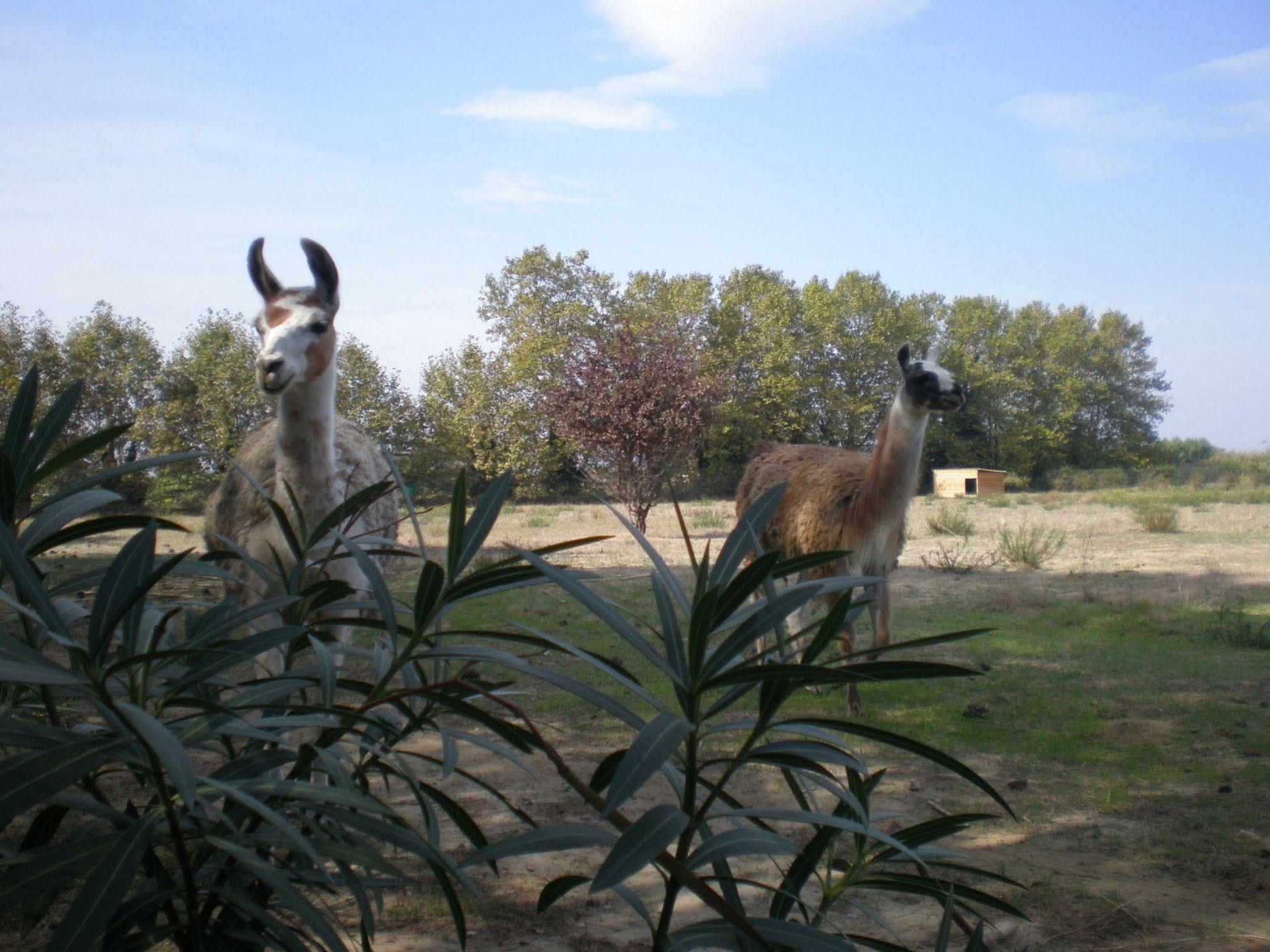Camping Le Sainte Marie Esterno foto